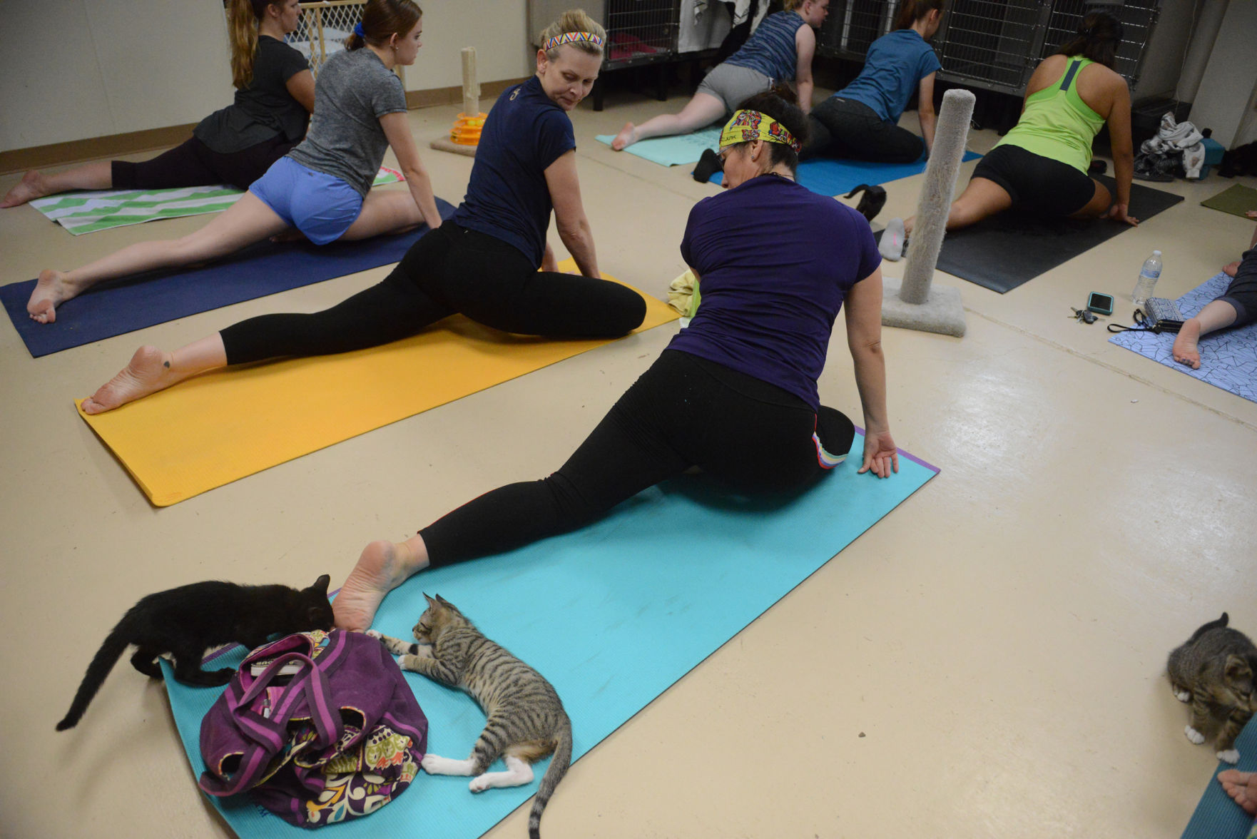 Cat Yoga at Aggieland Humane Society